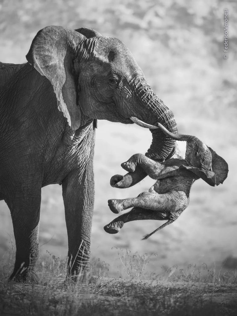 Los dos grandes ganadores del concurso
Las secuelas — Federico Veronesi | Namibia
En el valle del río Huab, en Namibia, una elefanta transporta el cuerpo de una cría muerta, sosteniendo una de sus patas entre el colmillo y la trompa. El fotógrafo Federico Veronesi llegó hasta la manada después de seguir unas inusuales marcas de arrastre en la arena, encontrándose con esta conmovedora escena.
Categoría: Comportamiento de mamíferos
Fotografía: Federico Veronesi
Ubicación: Valle del río Huab, Damaraland, Namibia.