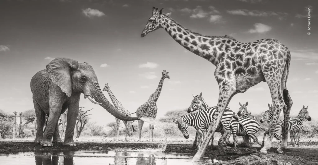 El lugar de encuentro — James Lewin | Kenia
Un joven elefante macho lanza agua hacia un grupo de cebras reunidas alrededor de un abrevadero en Kenia. Para capturar esta singular escena, el fotógrafo James Lewin utilizó una cámara modificada para fotografía infrarroja, aprovechando la intensa luz solar para crear una imagen de gran impacto visual.
Categoría: Animales en su entorno
Fotografía: James Lewin
Ubicación: Ol Donyo Lodge, Parque Nacional Chyulu Hills, condado de Makueni, Kenia.
