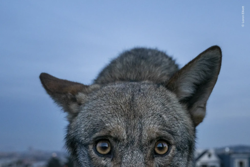 Un primer plano curioso — Loren Elliott | Estados Unidos
Un coyote se acerca a investigar una cámara instalada junto a un sendero en San Francisco, California. Su curiosidad lo lleva a aproximar tanto el rostro al objetivo que permite obtener un retrato sorprendentemente cercano y lleno de detalles.
Categoría: Premio a la Historia de Fotoperiodismo
Fotografía: Loren Elliott
Ubicación: San Francisco, California, Estados Unidos