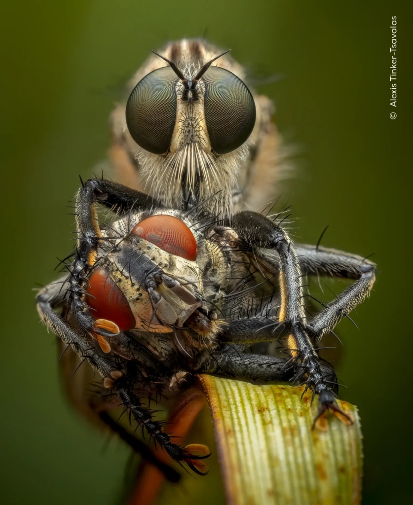 Merienda de la tarde — Alexis Tinker-Tsavalas | Alemania
Una mosca depredadora perfora con su aparato bucal el cuerpo de otra mosca para alimentarse. El fotógrafo Alexis Tinker-Tsavalas encontró esta sorprendente escena de caza cuando ya estaba ocurriendo y logró capturarla con extraordinario detalle mediante la fotografía macro.
Categoría: Premio al Portafolio de Talento Emergente
Fotografía: Alexis Tinker-Tsavalas
Ubicación: Brandeburgo, Alemania.